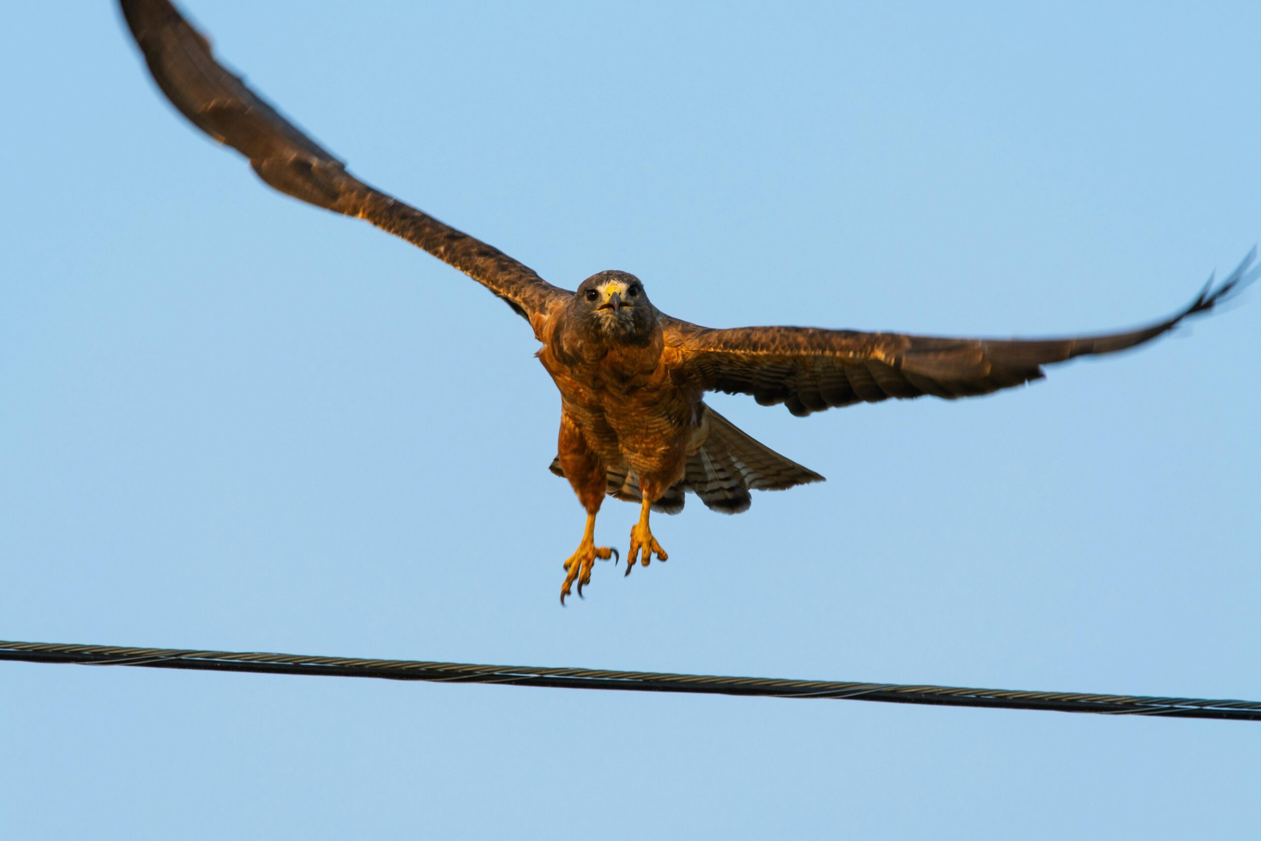 A close-up of a hawk in flight against a clear blue sky, showcasing its wingspan.