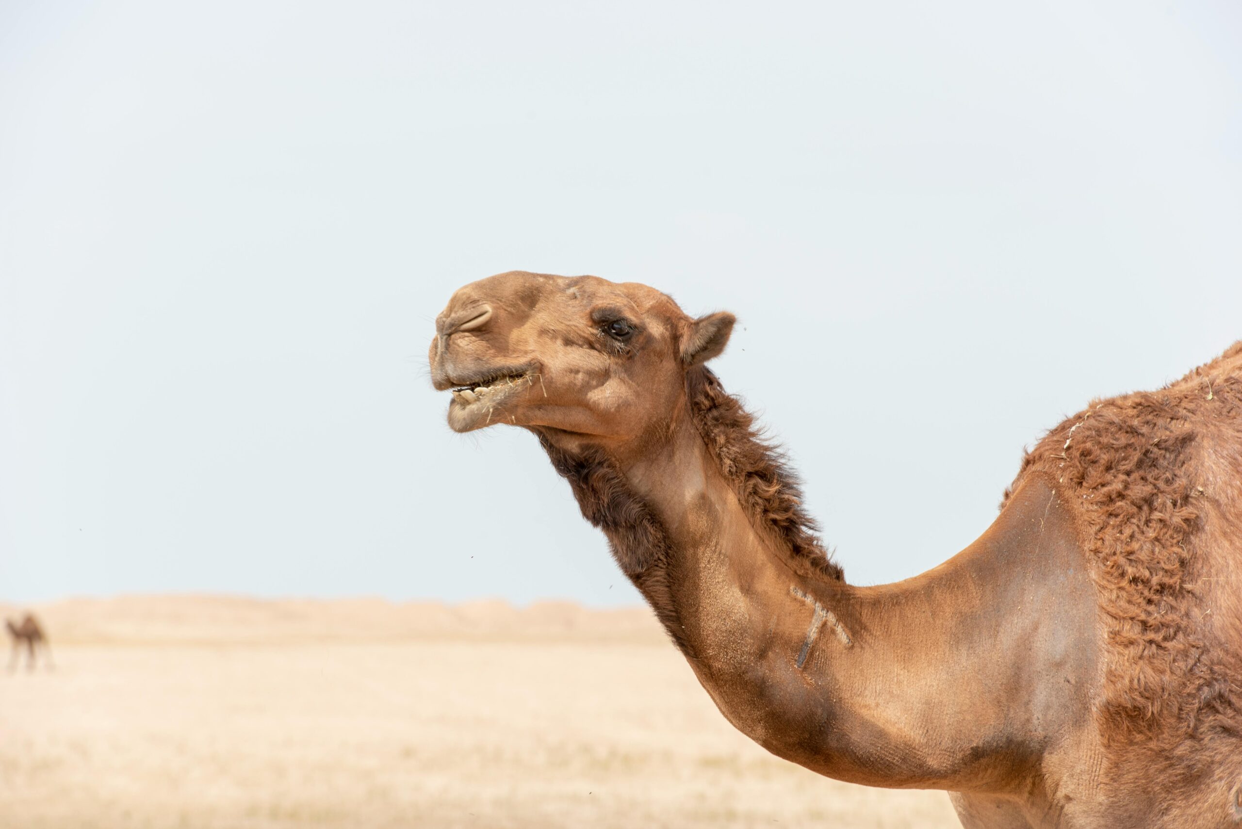 pexels-photo-2080195-2080195 Close-up of a camel in a sunny desert landscape. Perfect for travel and nature themes.