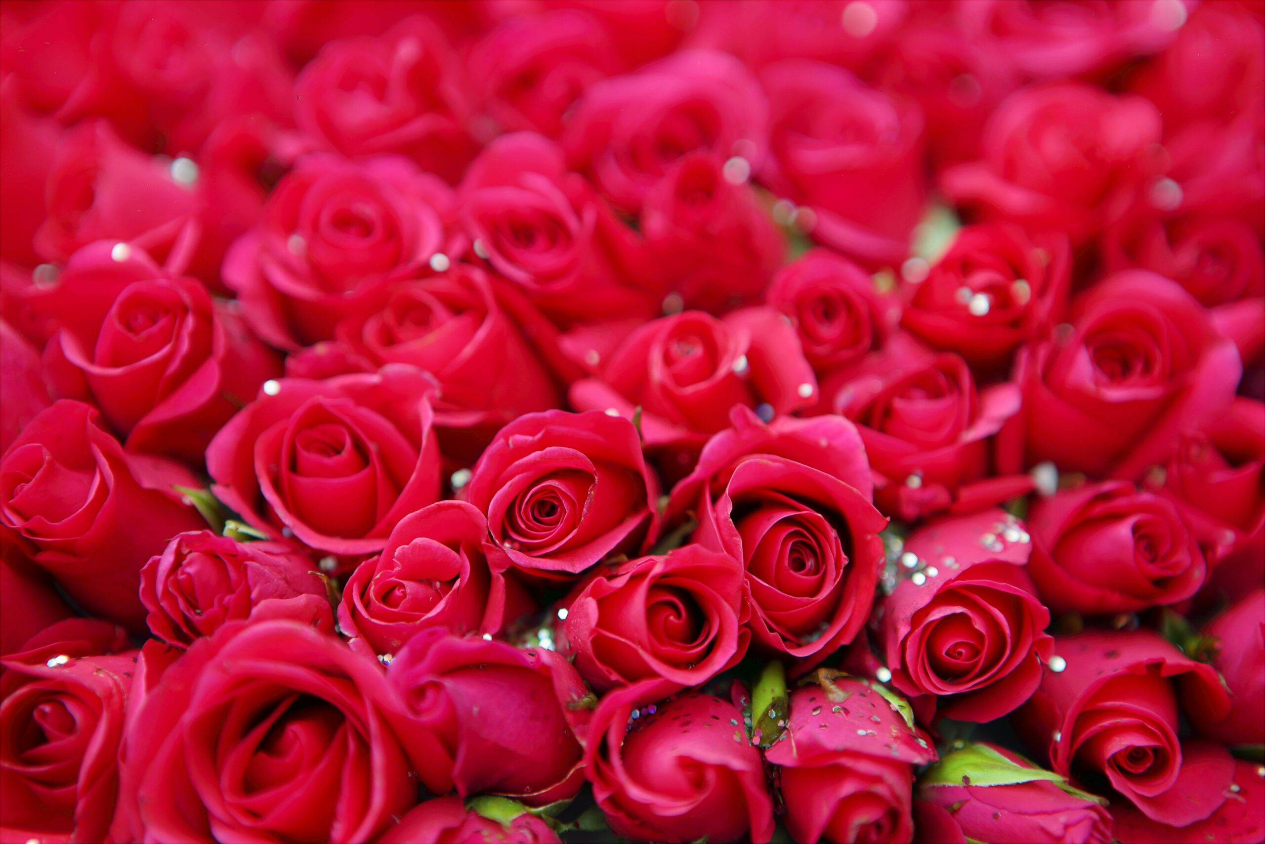 pexels-photo-697259-697259 A vivid display of blooming red roses with delicate petals, symbolizing beauty and romance.